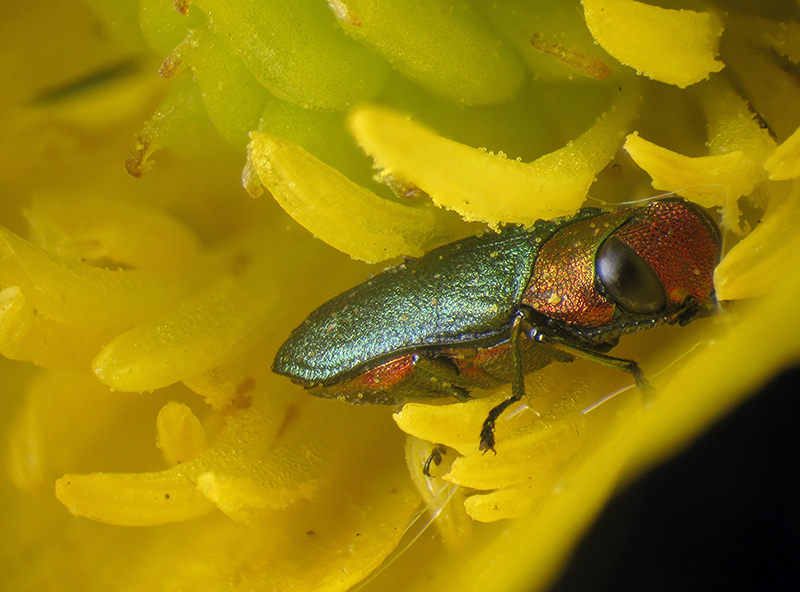 Buprestidae: Anthaxia nitidula? S.